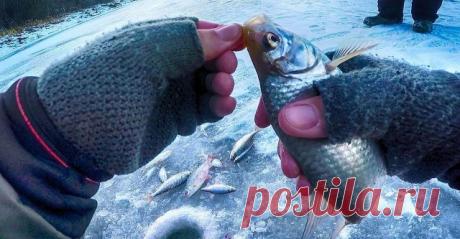 Вот это ПЛОТВА!!!Зимняя рыбалка-ловля плотвы на безмотылку-гвоздешарик - видео онлайн. Сайт Новосибирских рыбаков Видео: Вот это ПЛОТВА!!!Зимняя рыбалка-ловля плотвы на безмотылку-гвоздешарик -  бесплатно. Рубрика: Видеоотчеты о рыбалке. Добавлено пользователем AGAT в 2017 году. Приехали на один из перспективных затонов Матушки Оби, половить плотву и подлещика. Сначала я ловил на чертика, но