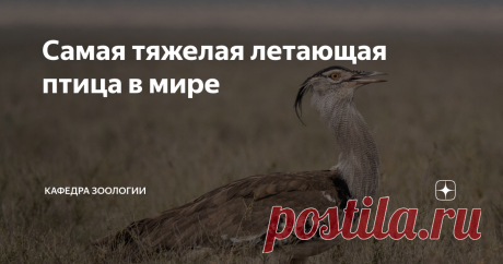 Самая тяжелая летающая птица в мире Сегодня речь пойдет о пернатом, чей вес нередко достигает 19 килограмм! Познакомьтесь с рекордсменом.