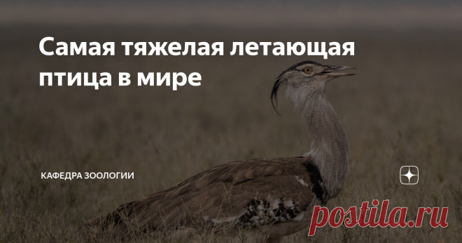 Самая тяжелая летающая птица в мире Сегодня речь пойдет о пернатом, чей вес нередко достигает 19 килограмм! Познакомьтесь с рекордсменом.