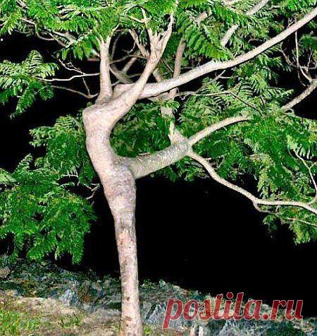 Tree dancing ... | The Beauty of Trees II