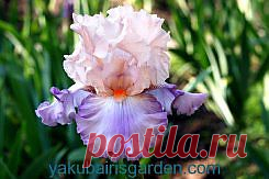 ирисы фотографии - 173 тыс. картинок. Поиск@Mail.Ru