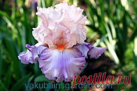 ирисы фотографии - 173 тыс. картинок. Поиск@Mail.Ru
