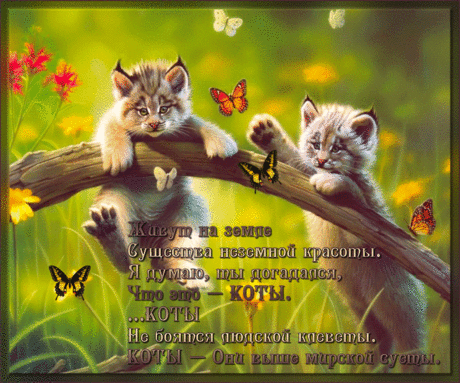 img_kwhuo7xkh6eykmg_115200.gif (850×708)