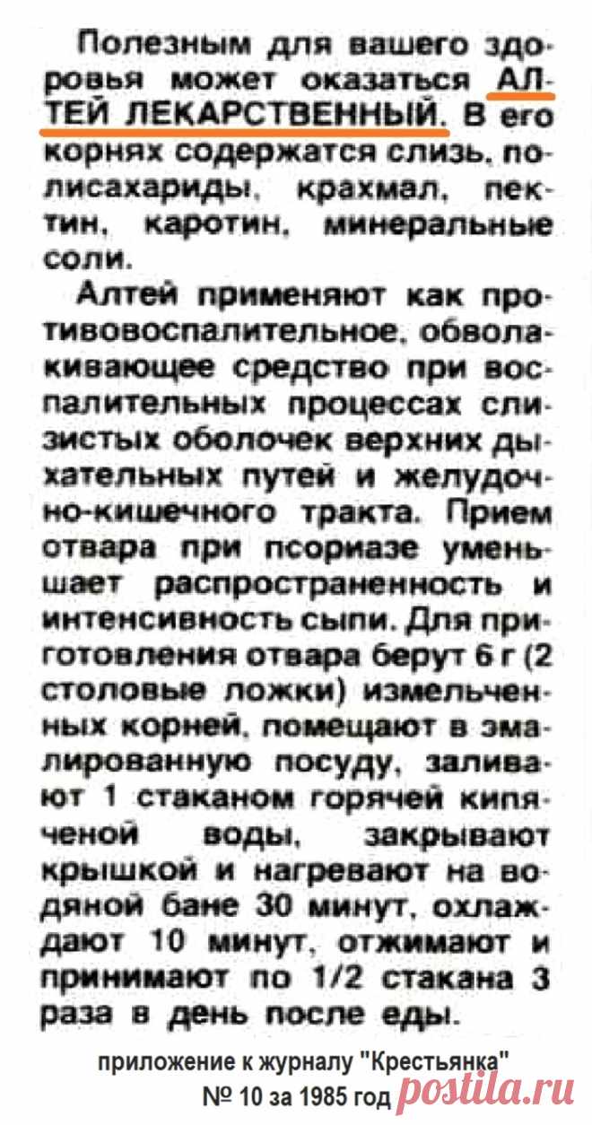 Корень алтея лекарственного