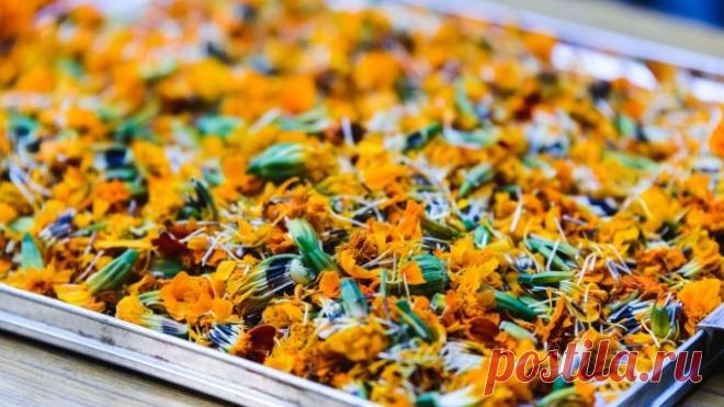 Саджу чорнобривці не для краси, а щоб зробити з них ліки від 100 хвороб