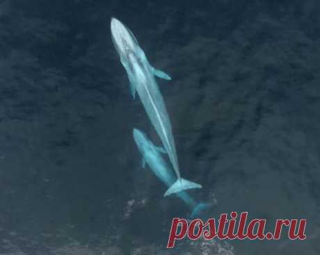 Членам экспедиции National Geographic Explorer удалось снять уникальное видео: самка синего кита кормит своего детеныша. Раньше ученые располагали только теоретическими данными об этом процессе.