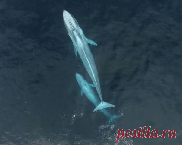 Членам экспедиции National Geographic Explorer удалось снять уникальное видео: самка синего кита кормит своего детеныша. Раньше ученые располагали только теоретическими данными об этом процессе.