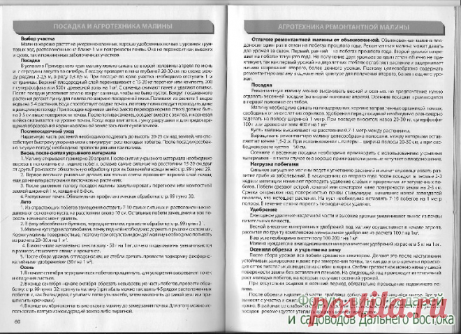 Агротехника ремонтантной малины - Интернет форум виноградарей и садоводов Дальнего Востока