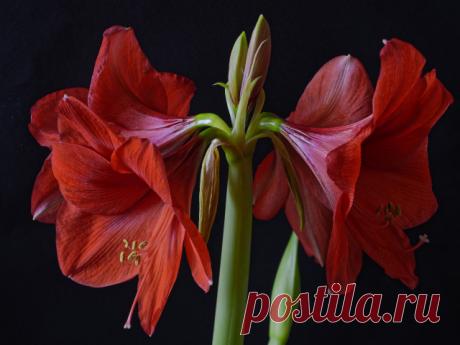 Крупные красные цветы Амариллис на черном фоне - обои для рабочего стола, картинки, фото