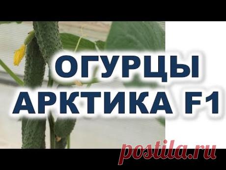 Огурцы Арктика F1 - шедевр иностранной селекции Лучший гибрид огурцов для теплицы и открытого грунта