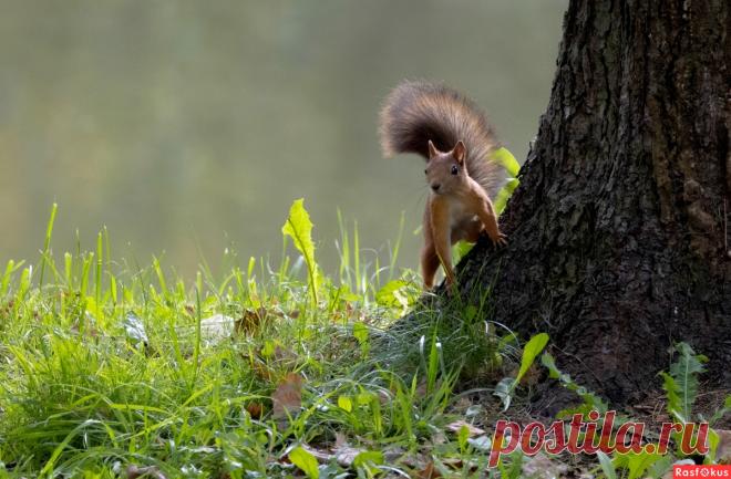 Фото: ***. Фотолюбитель Сергей Кубрак. Фото животных. Фотосайт Расфокус.ру