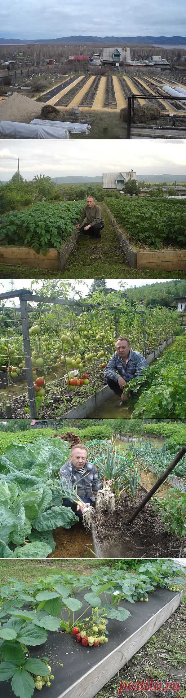 Удивительный огород Игоря Лядова.