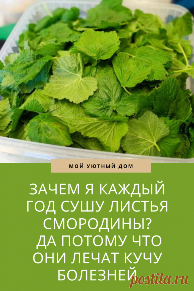 Зачем каждый год сушить листья смородины