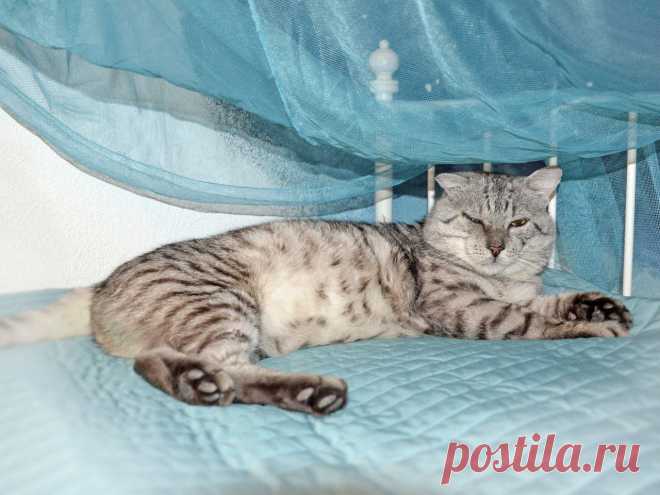 Санкт - Петербург!       
Харитоша это необычный и красивейший кот с прекрасным характером, при этом очень умный.
Сейчас котик живет во временном доме, но очень хочется, что бы у него появился свой любящий хозяин и больше пространства для движений, где он сможет носится и резвиться. Сейчас Харитоша весит 10!!!кг!!!
Любители больших котов - это предложение для Вас! Ласковый тигренок-ребенок ищет дом, и он станет вашим лучшим другом!
+7 921 755-95-82 Екатерина
