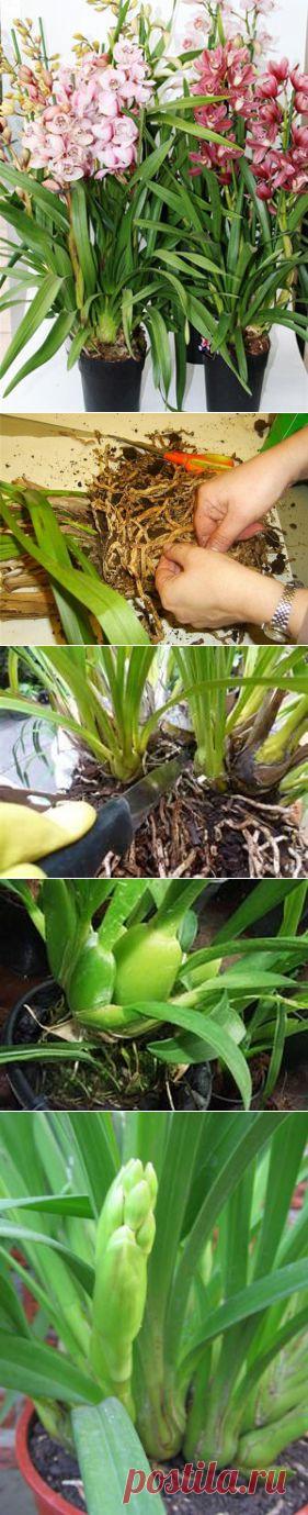 МИР РАСТЕНИЙ. Цимбидиум (орхидея) | Хвастунишка