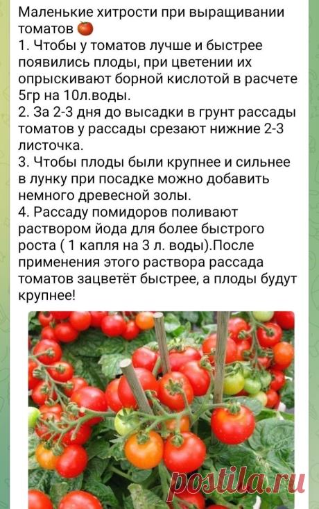 Маленькие хитрости при выращивании томатов