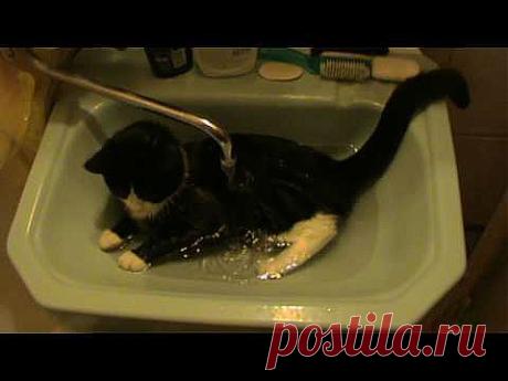 ▶ Коте купается