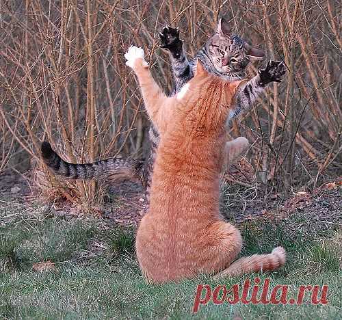 Мой Мир@Mail.Ru