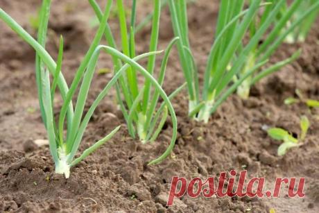 Секреты выращивания лука из севка | Антонов Сад | Яндекс Дзен