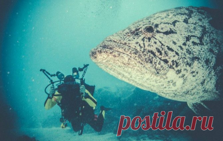 Подводная одиссея: Большой Барьерный риф