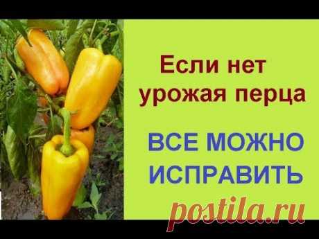 #перец Я рассказываю, чем поливаю сладкий перец для быстрого роста, созревания и увеличения урожая. Правильное выращивание перца надо начинать с формирования...
