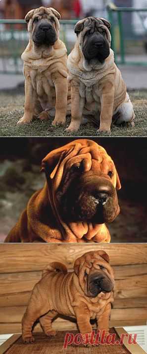Шарпей | Породы собак | Животные и породы | Animal.ru