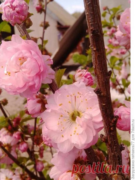 Миндаль трехлопастный. Секреты выращивания и ухода. Фото