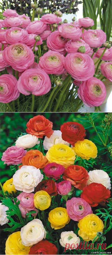 Нежная красота -Лютик (Ранункулюс) | 6 соток