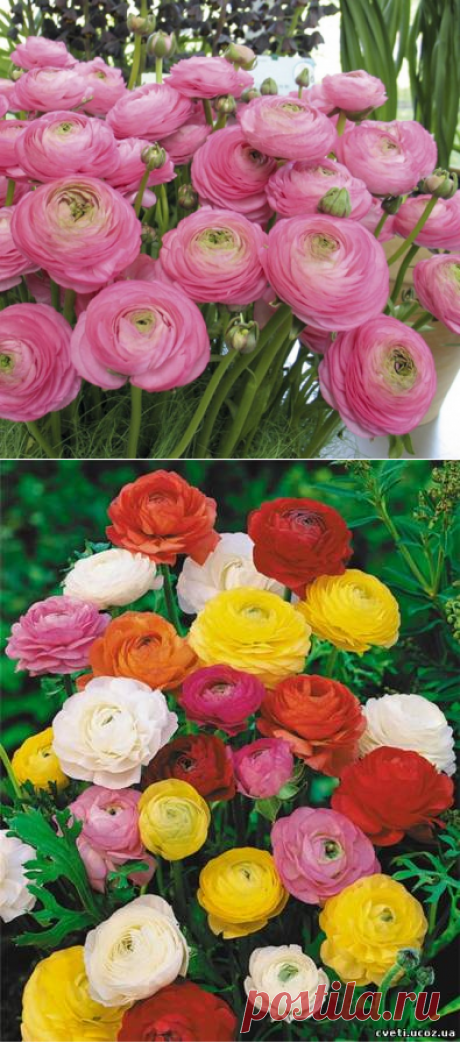 Нежная красота -Лютик (Ранункулюс) | 6 соток