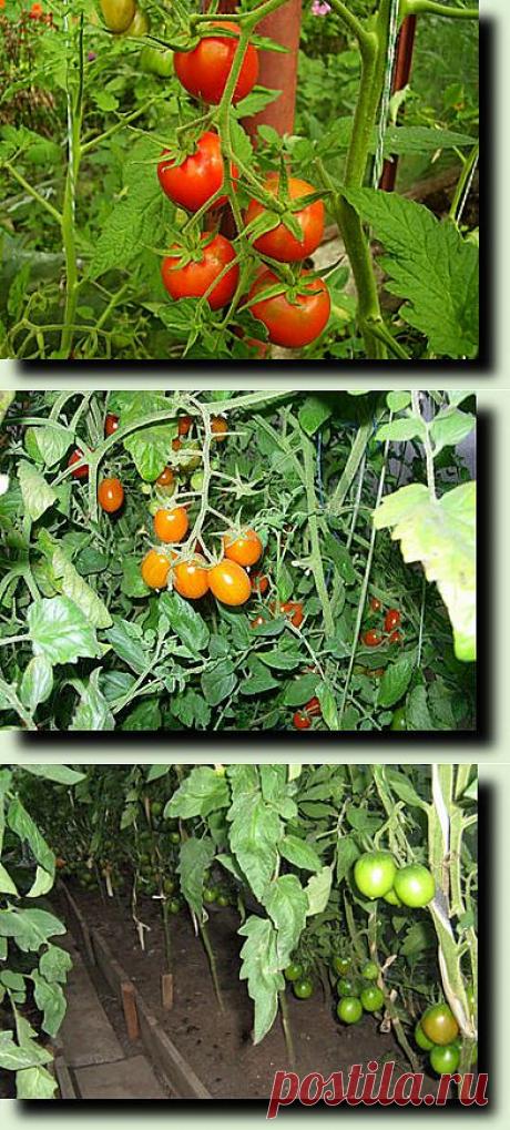 » Выращиваем томаты без меди