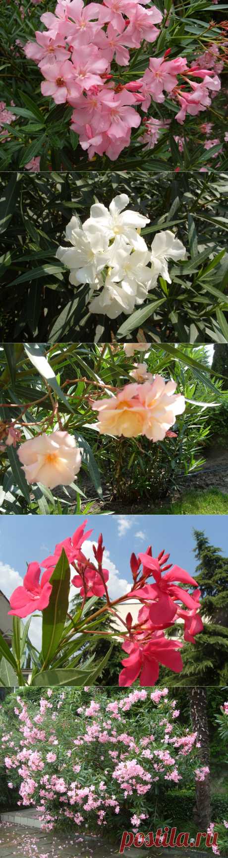 Ядовитая красота олеандра.
Именно представители этого семейства буквально пропитаны ядовитыми веществами. Не является исключением и олеандр: все части растения содержат строфантоподобное вещество; особенно ядовит сок.
Олеандр – теплолюбивый кустарник; особенно требовательны к теплу молодые, не закончившие рост побеги, которые при понижении температуры до –60С уже повреждаются (у них наблюдается некроз (отмирание) тканей). Более чувствительны к низким температурам махровые сорта олеандра.