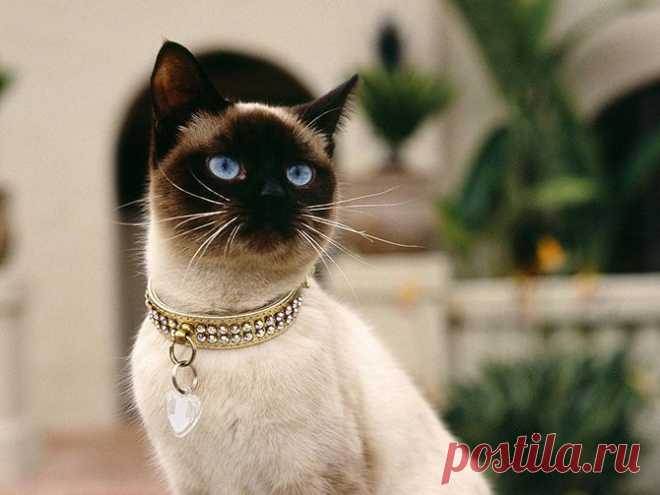 Сиамский кот.
