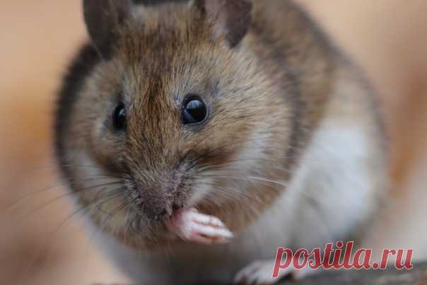Желтогорлая мышь (Apodemus flavicollis) чистится после обеда. Автор фото – Владимир Шебаршенко: nat-geo.ru/community/user/213869