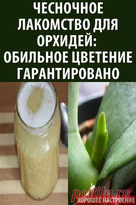 Чесночное лакомство для орхидей: обильное цветение гарантировано