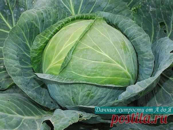 НАКОРМИТЕ КАПУСТУ.....ПАСТОЙ