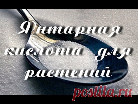 ЯНТАРНАЯ КИСЛОТА для растений. Способы применения янтарной кислоты