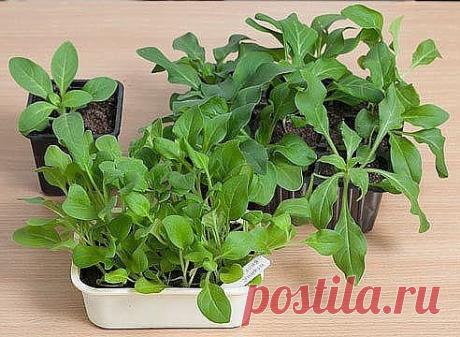 ПЕТУНИЯ: ВЫРАЩИВАНИЕ РАССАДЫ 
Посев семян петунии по снегу 
 
Петуния привлекает разнообразием сортов, гибридов и простотой выращивания. Убедитесь в этом, посеяв вместе с нами петунию по снегу! 
 
Рассаду петунии вырастить не сложно, для успеха нужно соблюдать лишь несколько условий: удачно подобранный грунт, достаточное освещение и температура +20…+25°С. 
 
Почва для петунии 
 
Почва должна быть рыхлой, влагоёмкой и достаточно плодородной. Если вы используете готовый грунт, добавьте в него немн