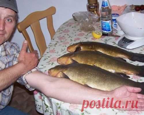 На что ловят линя?