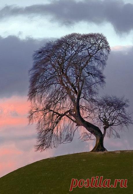 Dawn Tree | The Beauty of Trees II