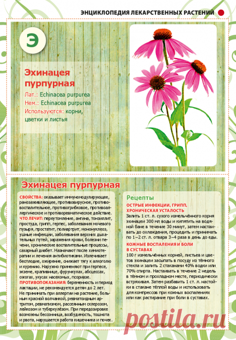 Эхинацея пурпурная