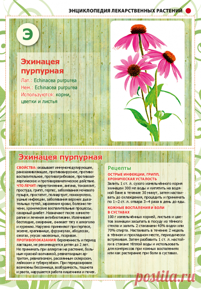 Эхинацея пурпурная