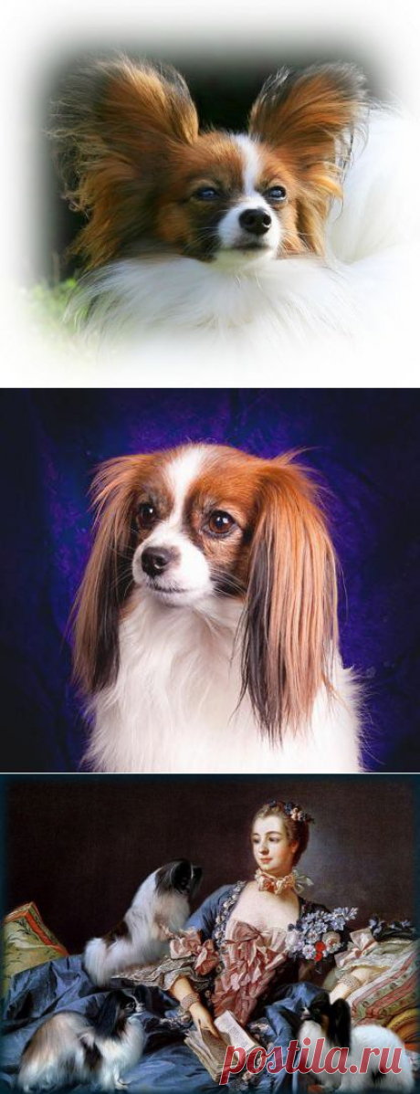 Папильон (Papillon с фр.).