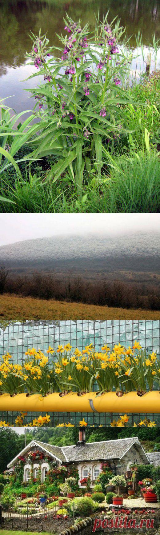 Окопник – очень полезное растение | Дачный участок