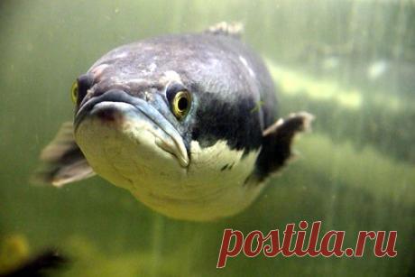 Передвигающаяся по суше хищная рыба из России вторглась в американский штат. Хищная рыба из России, способная передвигаться по суше и дышать воздухом, вторглась в еще один американский штат. 76-сантиметрового змееголова, весящего больше двух килограммов, поймали в штате Массачусетс. До сих пор там было поймано лишь четыре рыбы этого вида, не встречавшегося в США до 2002 года.