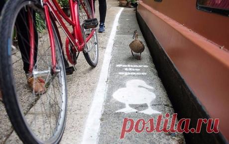 Пернатые стали полноправными участниками дорожного движения в Великобритании! В Лондоне, Бирмингеме и Манчестере появились специальные зоны, наподобие велосипедных дорожек, только для уток. Теперь пернатые смогут разгуливать по выделенной территории, не боясь пешеходов или велосипедистов. Однако, будут ли соблюдать птицы правила передвижения — пока неизвестно:)