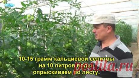 ВЕРШИННАЯ ГНИЛЬ НА ПОМИДОРАХ-КАК ВЫЛЕЧИТЬ.