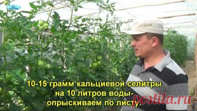 ВЕРШИННАЯ ГНИЛЬ НА ПОМИДОРАХ-КАК ВЫЛЕЧИТЬ.