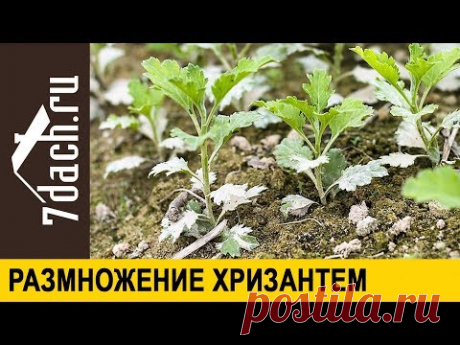 Как размножить хризантемы делением куста - 7 дач