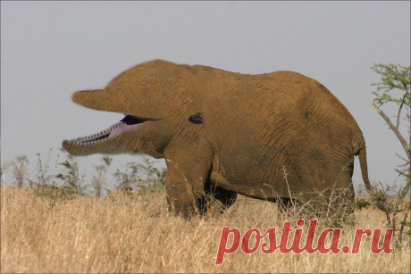Dolphin_and_Elephant_Hybrid_by_klickdude20.jpg (768×512)