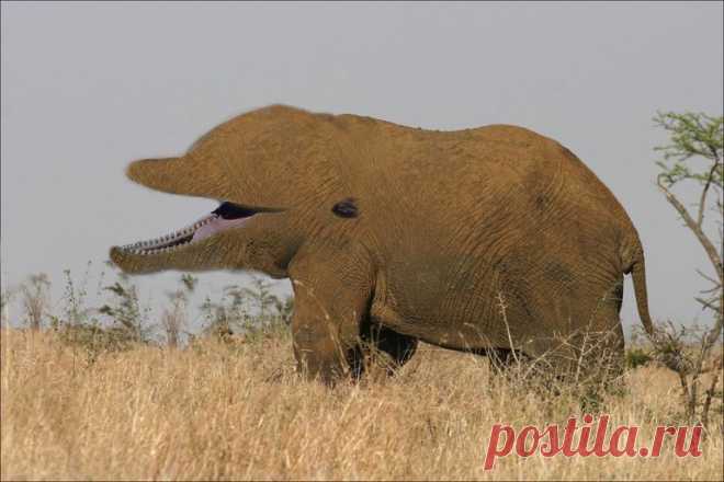Dolphin_and_Elephant_Hybrid_by_klickdude20.jpg (768×512)